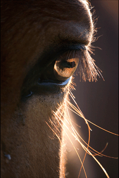 A Mule's Perspective 2007 Sharon Irla