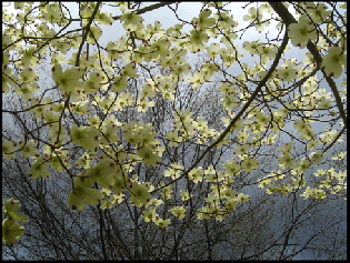 Dogwood Blues by irla