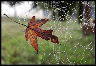 Spiders Best In Show