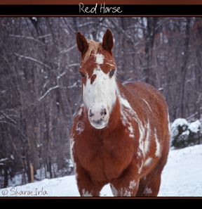 Red Horse by Sharon Irla